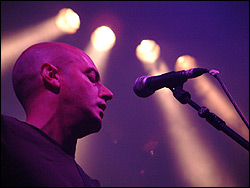 Lagartija Nick. Foto: Juan Jesús García.