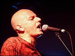 Lagartija Nick. Foto: Juan Jesús García